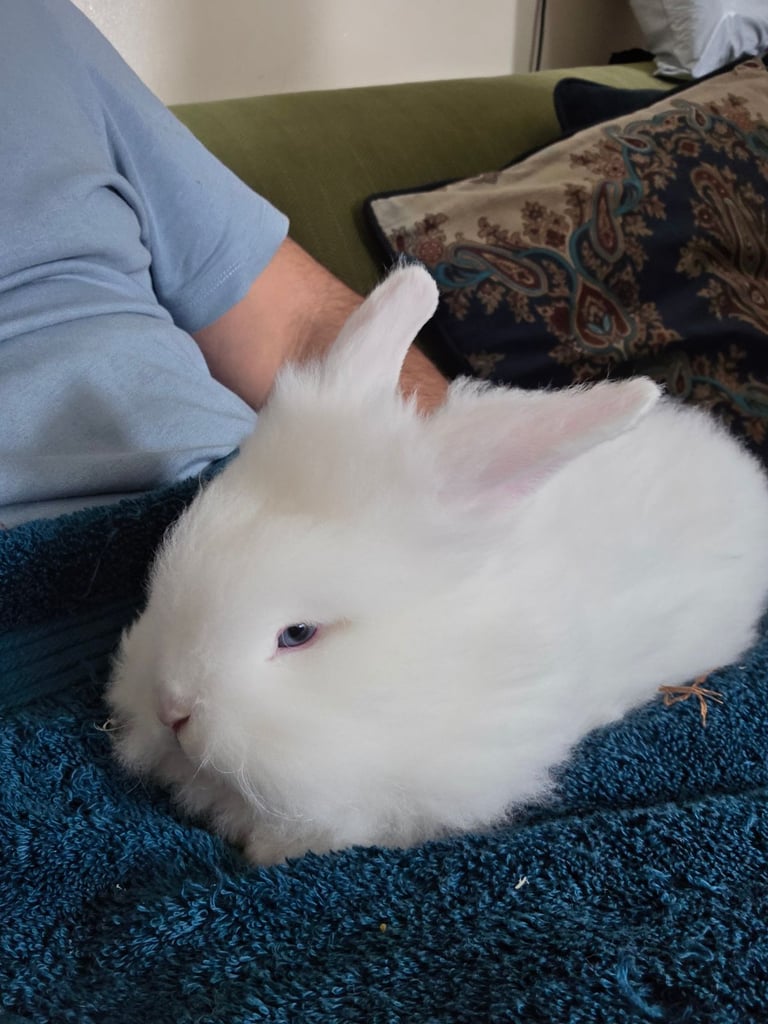 image for Lionhead 8 weeks old