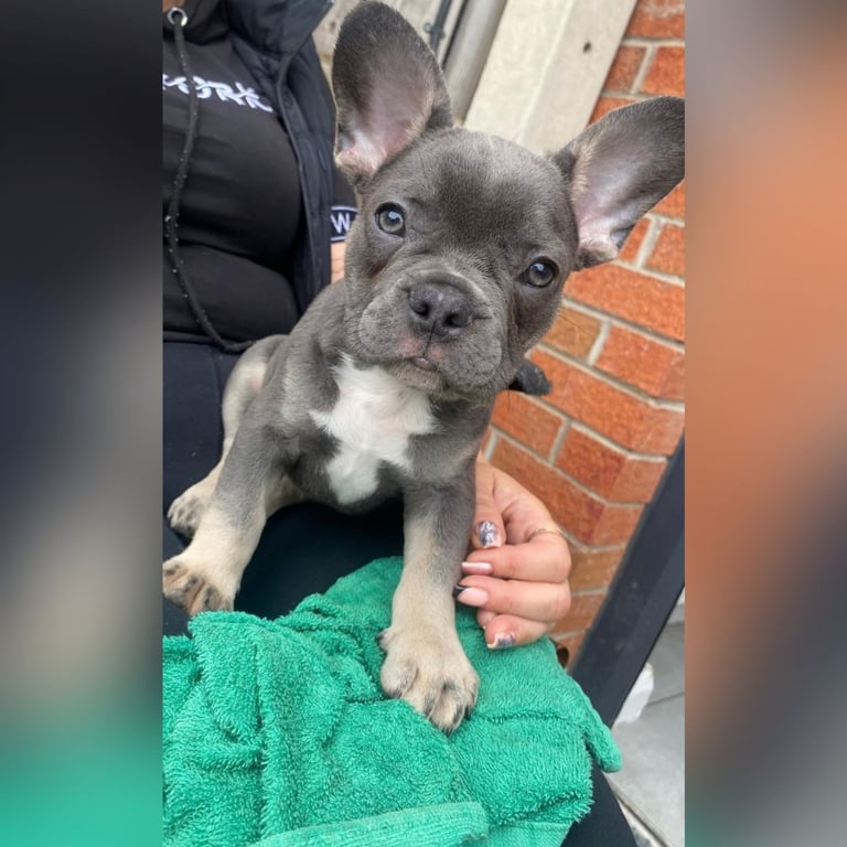 French bulldog puppy