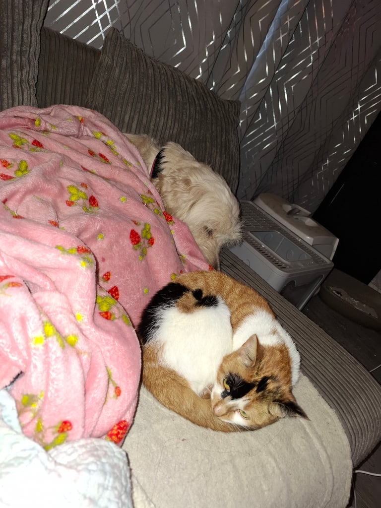 2 beautiful female sisters looking for forever home 