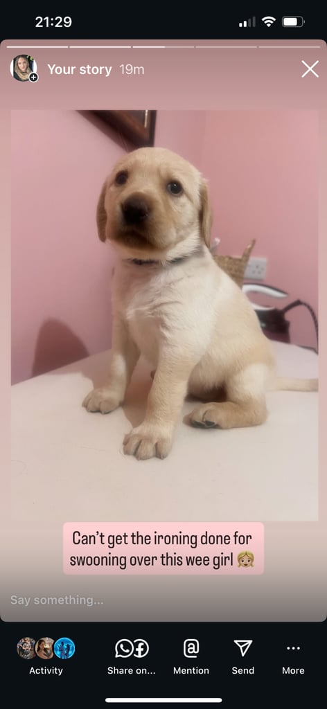 Perfect, High Quality Labrador Puppies  Castlereagh Co Down 