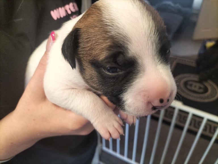 Cute litter of puppys 