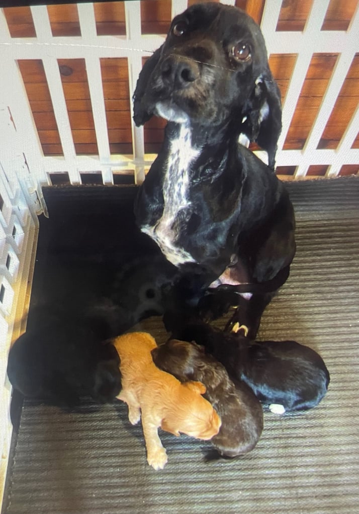F1 cockapoos for sale