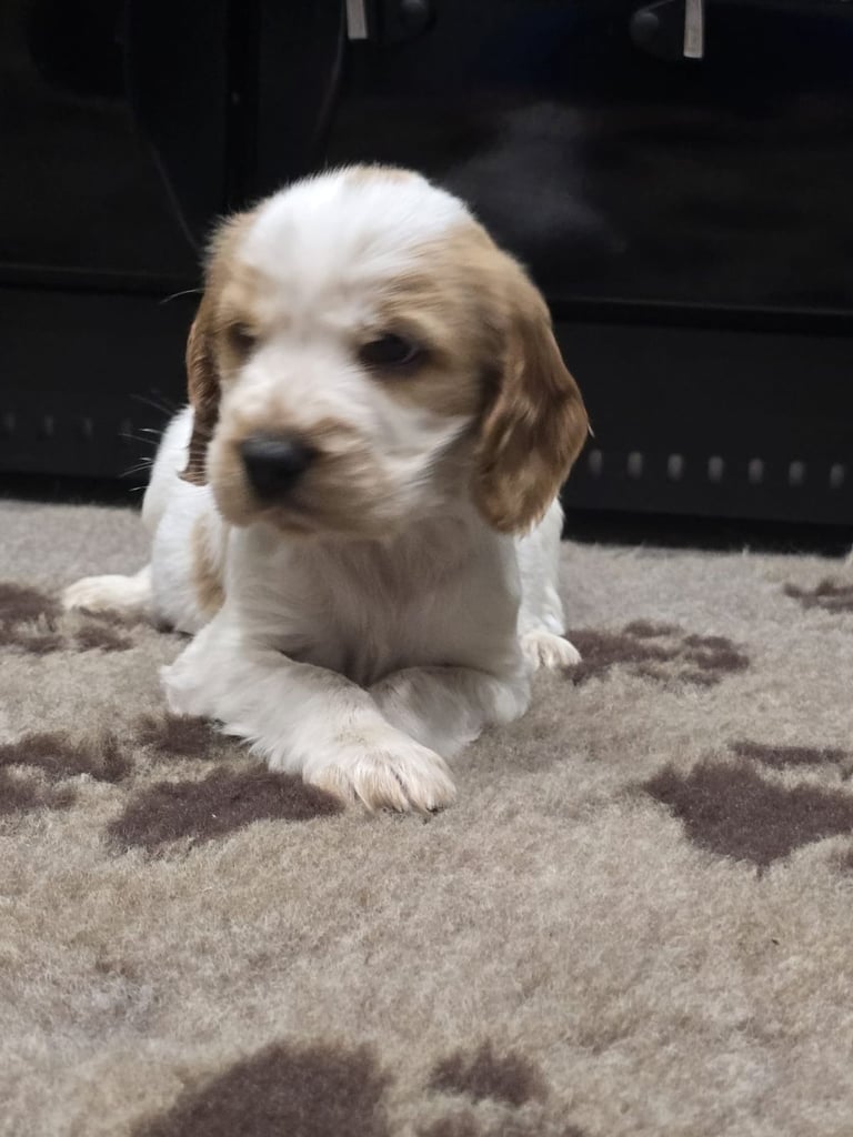 Show Cocker Spaniel Puppies 