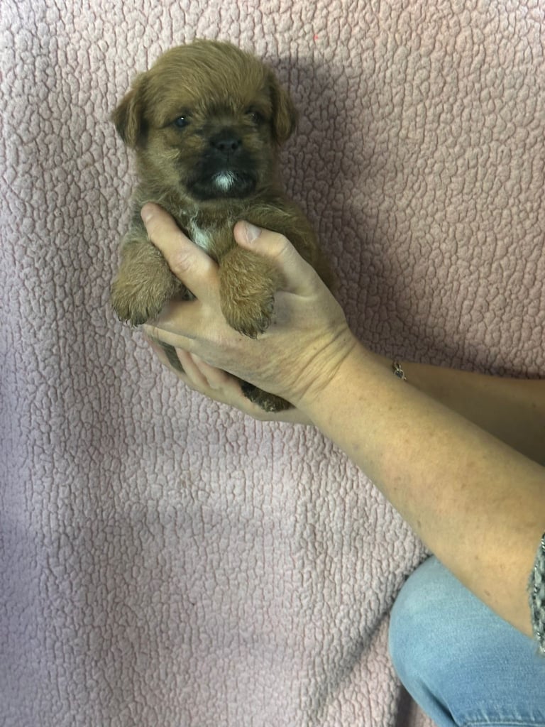 1 Male Puppy Poodle xx Boarder Terrier