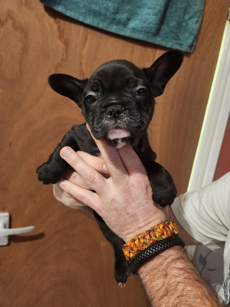 French Bulldog Puppies