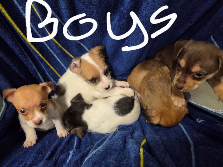 Jack russell pups 