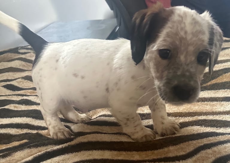 image for Cocker spaniel X patterdale 