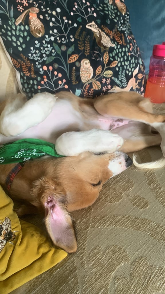 Looking for a lovely home for oli 