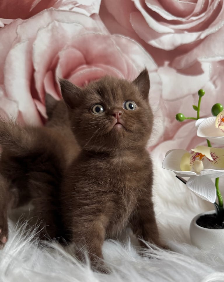 British shorthair kittens 