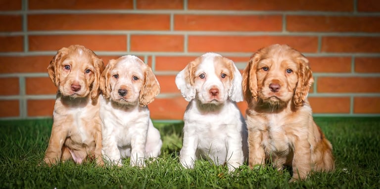 Working Type Cocker Spaniel pups for sale 