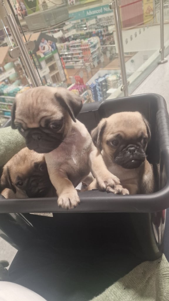 Cebu Pug Dogs For Adoption Near Me Dog-pug Gumtree