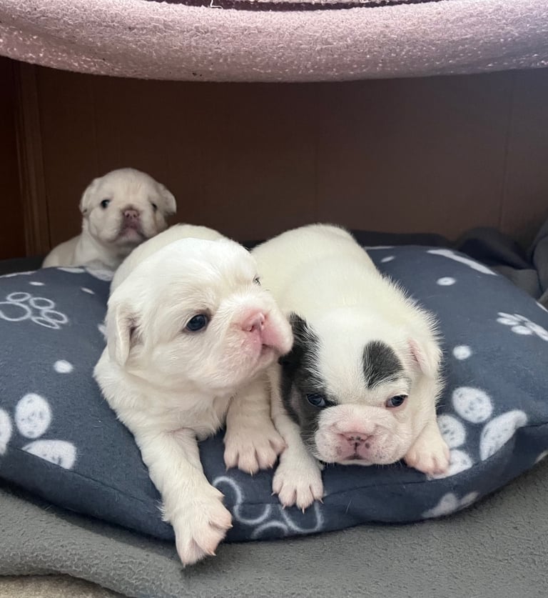 English Bulldog Fluffy French Bulldog Puppies For Sale English