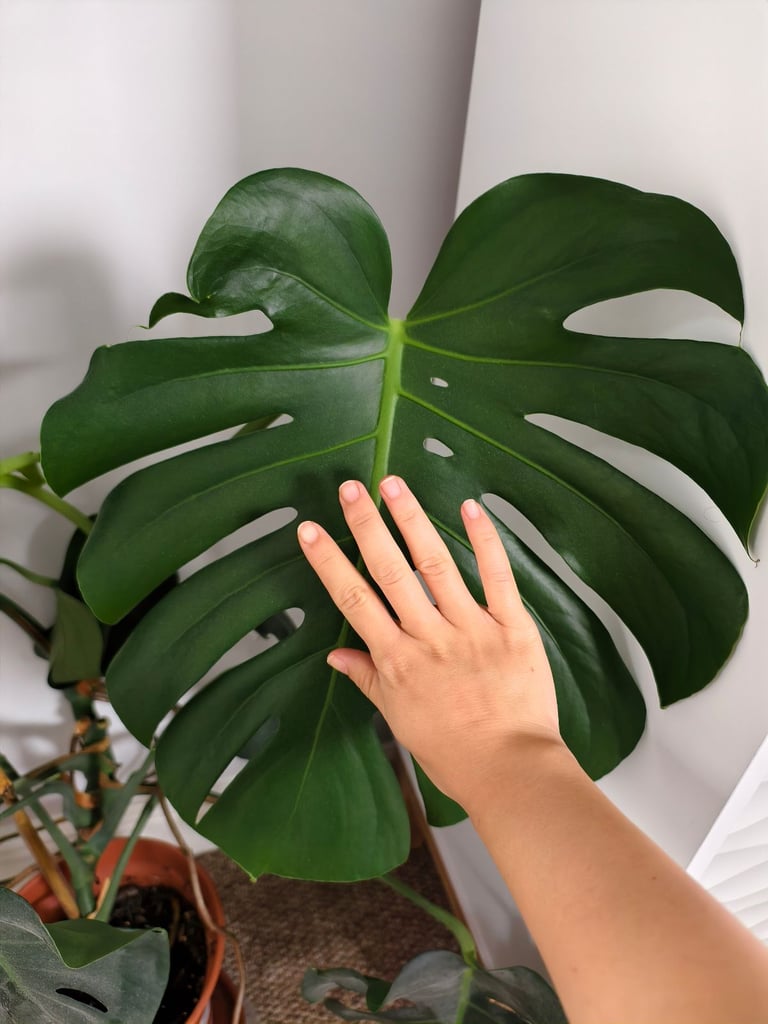 Big Swiss Cheese Plant (Monstera Deliciosa) for sale!