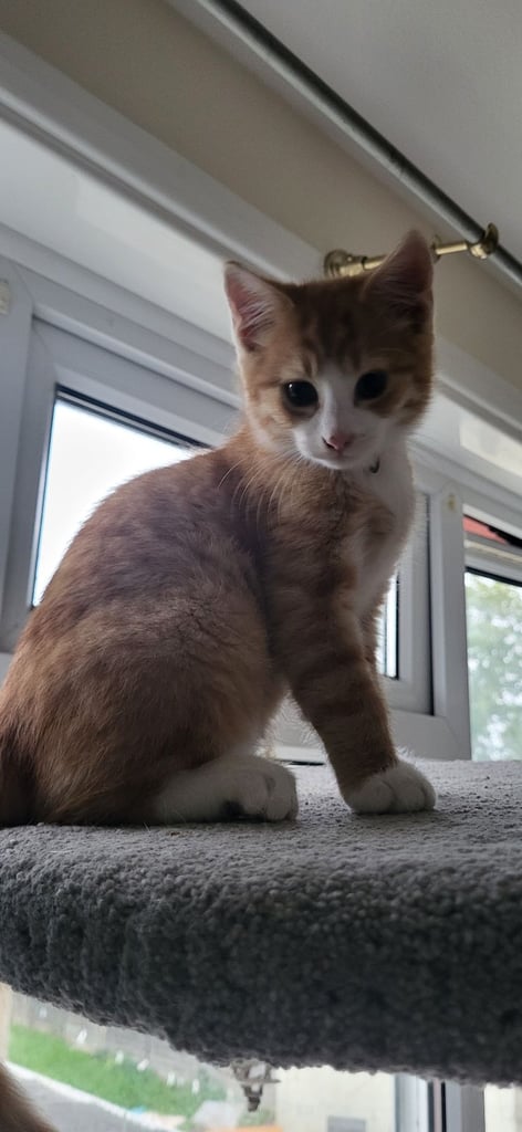Beautiful kitten looking good a home