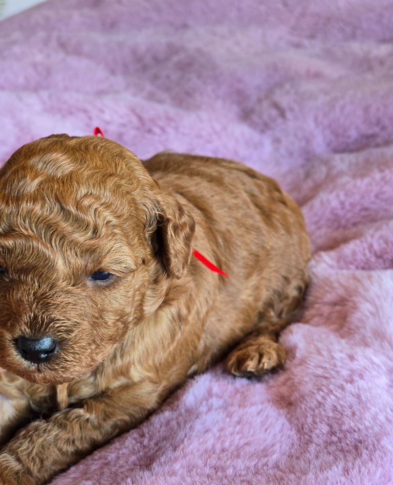 Toy poodle for sale in | Dogs & Puppies for Sale - Gumtree