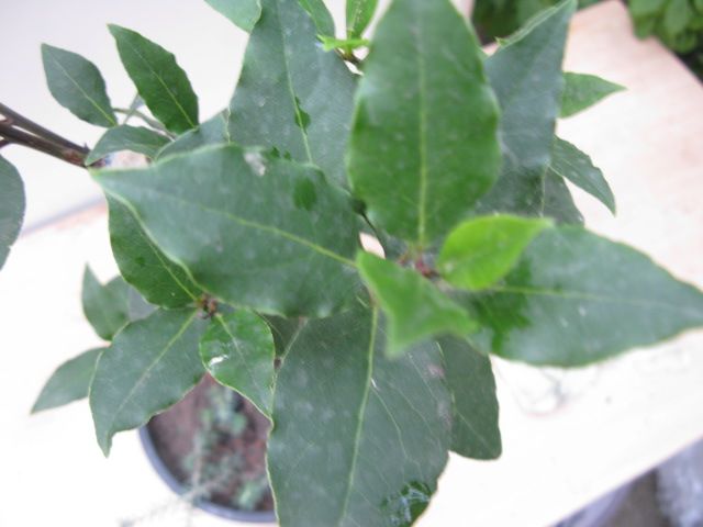 Laurus Nobilis plant
