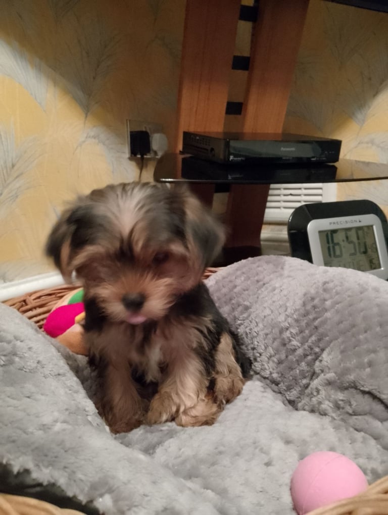 Yorkshire Terrier Puppy 