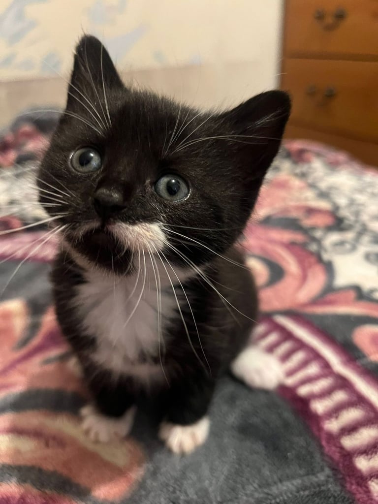 Kittens 