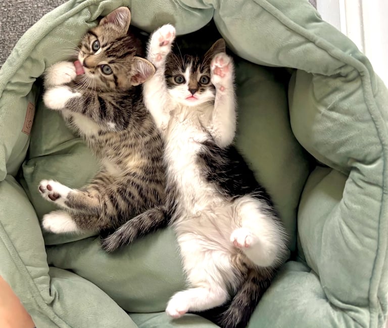 ✨Siberian Cross Kittens – 2 Boys – Hypoallergenic  £350. Ask about delivery