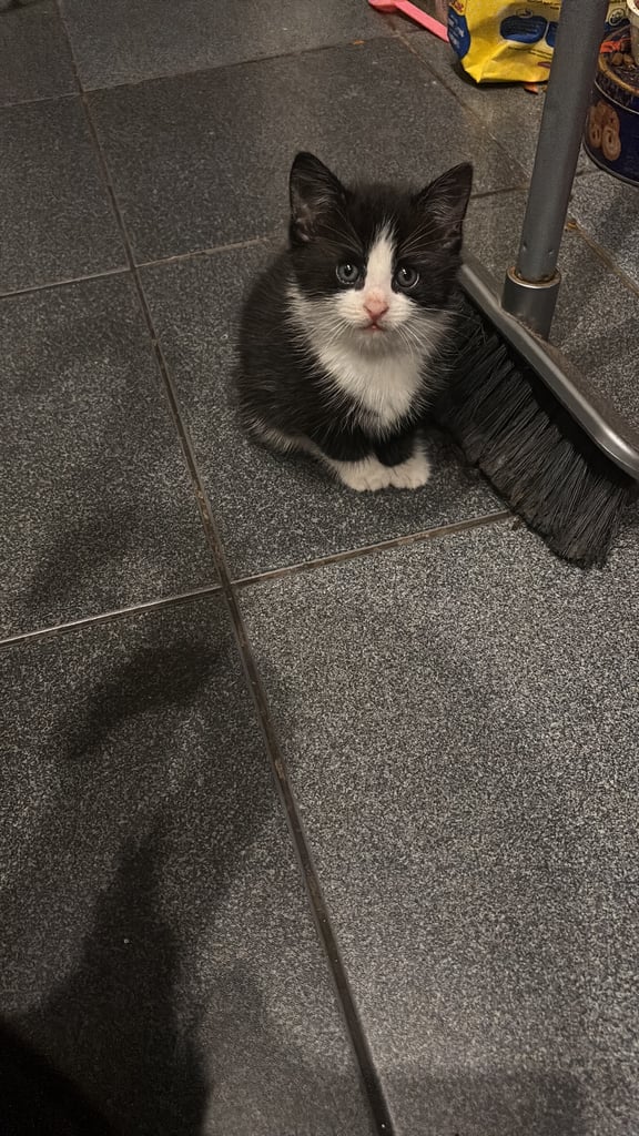 image for Male kitten