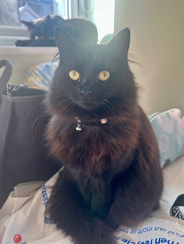 image for 2 cats looking for a loving home 