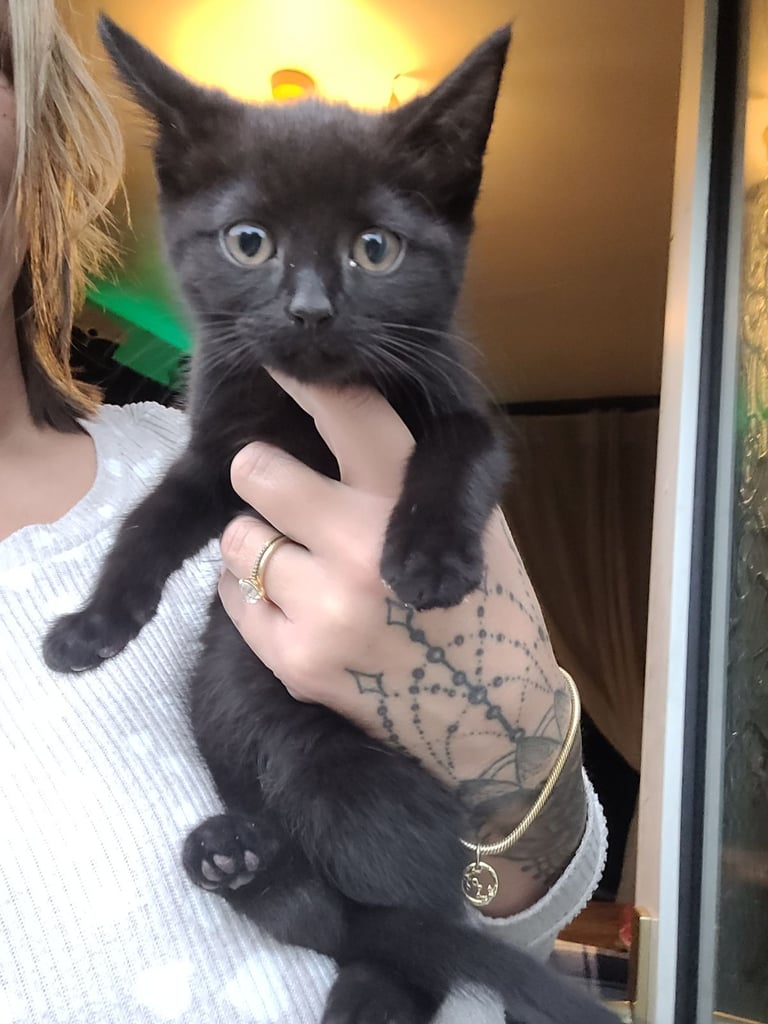 Mix fur russian blue ragdoll kittens