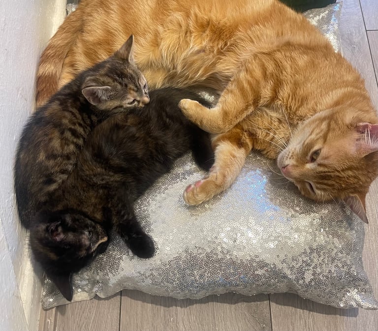 3 Female Tabbies kittens and 1 Female Tortie Kitten