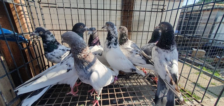 image for Pigeons For Sale 