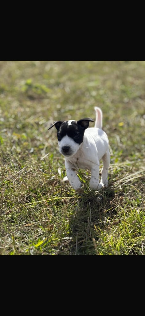 Jack Russel puppys 