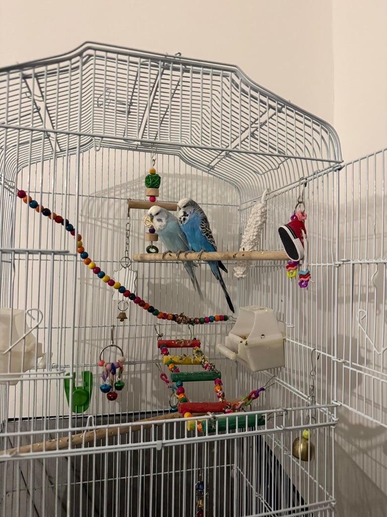 image for Budgies 