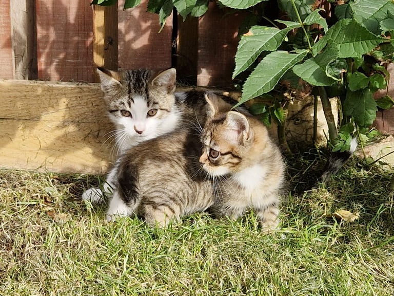 Adorable and Super Playful Kittens