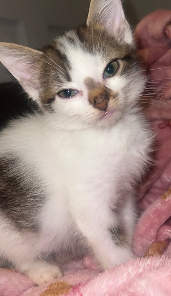 image for 9 week old female kittens
