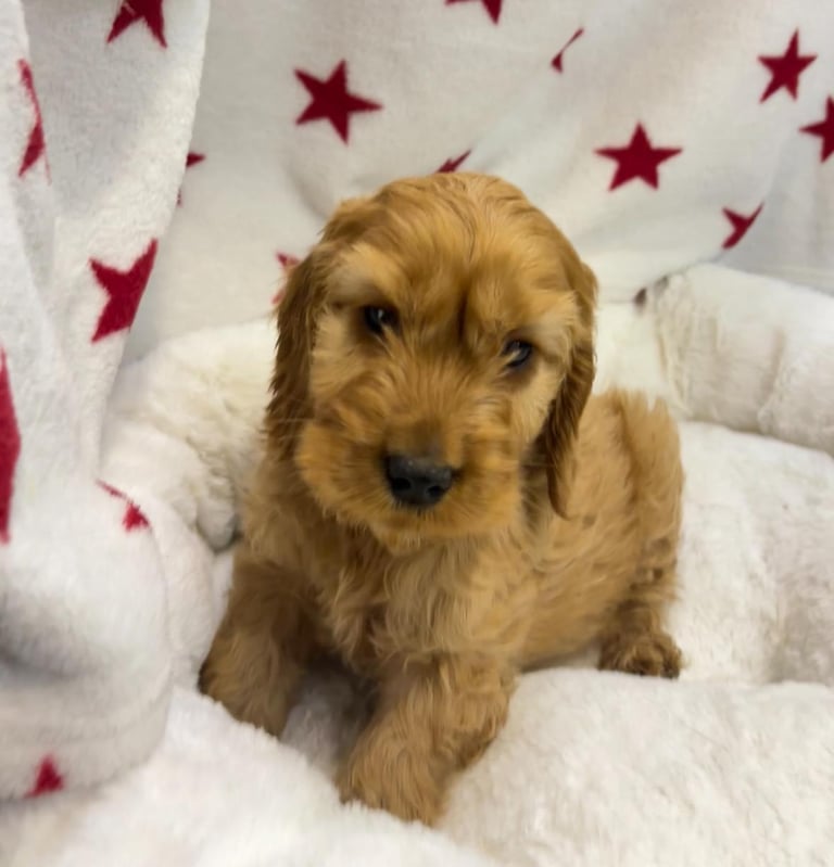 Cackapoo puppies for sale 