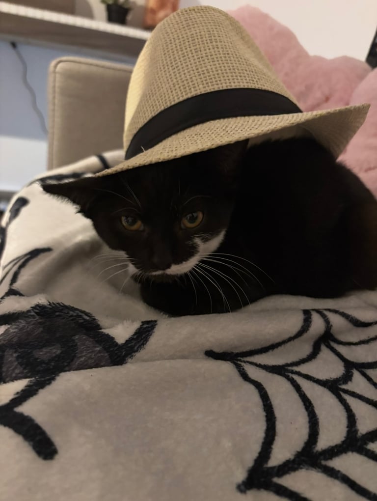 Tuxedo Female Kitten 