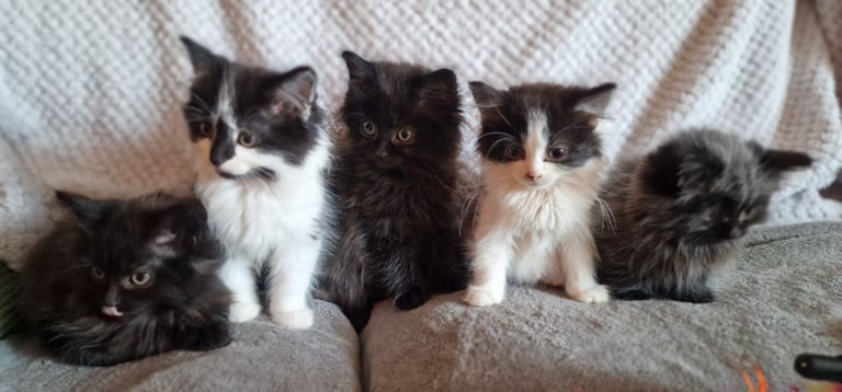 image for Beautiful long hair kittens for sale