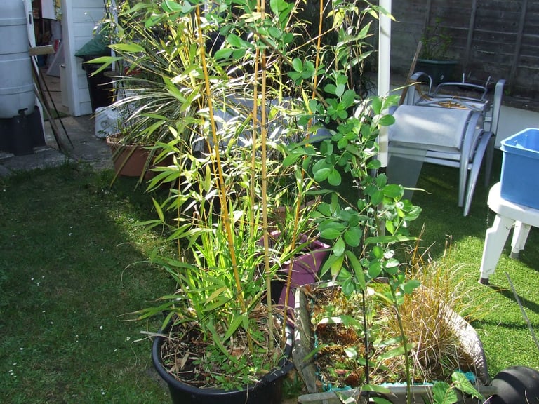 TREES/shrubs/plants in pots from £5 .