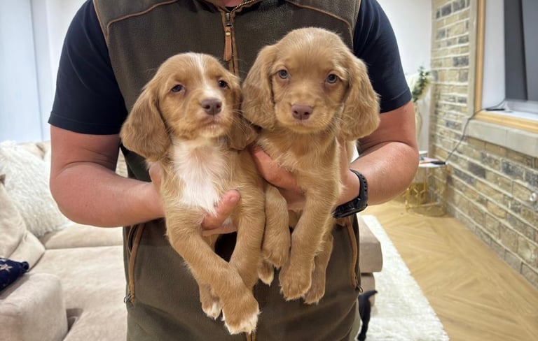 KC Cocker Spaniel Puppies 