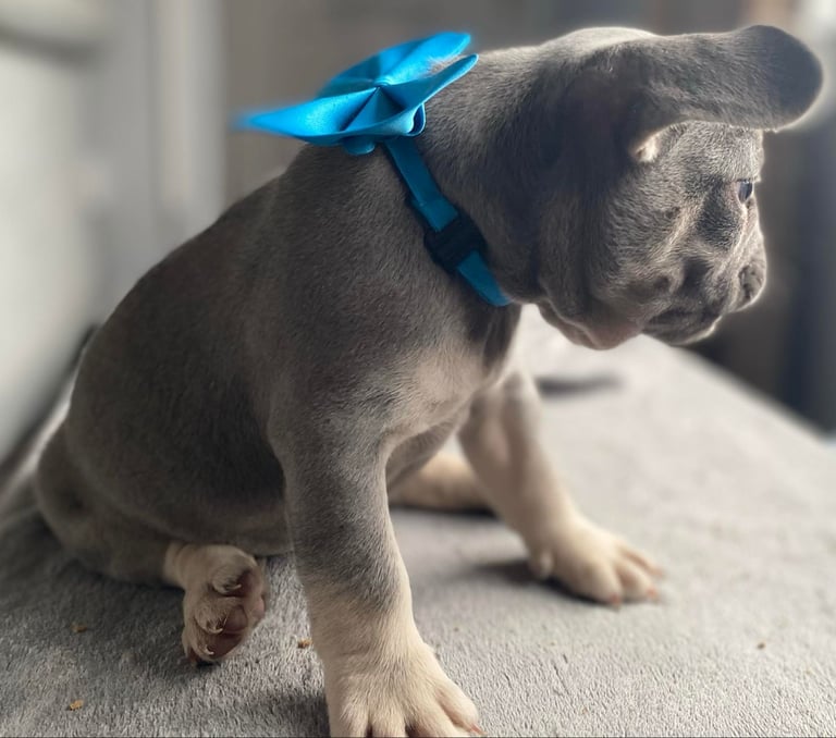 French Bulldog Puppies 