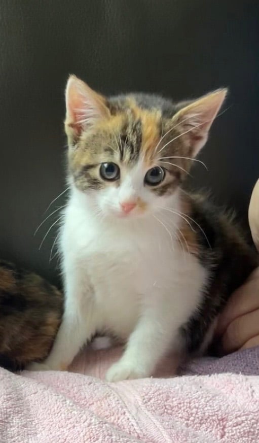 1Female&2Male kittens looking for there forever home 