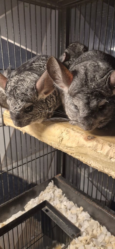 Chinchillas for sale