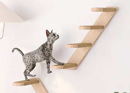 Cats climbing wall steps