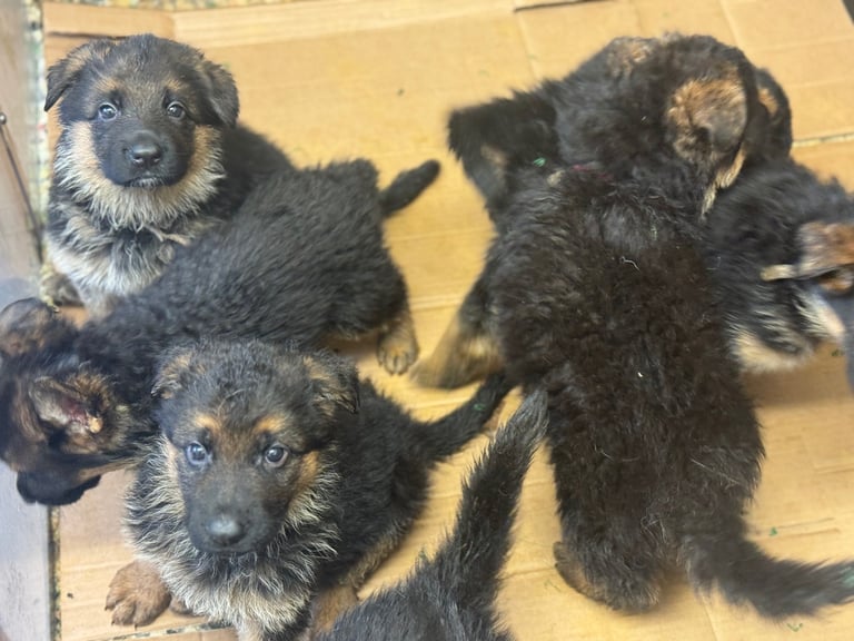 German Shepherd Puppies