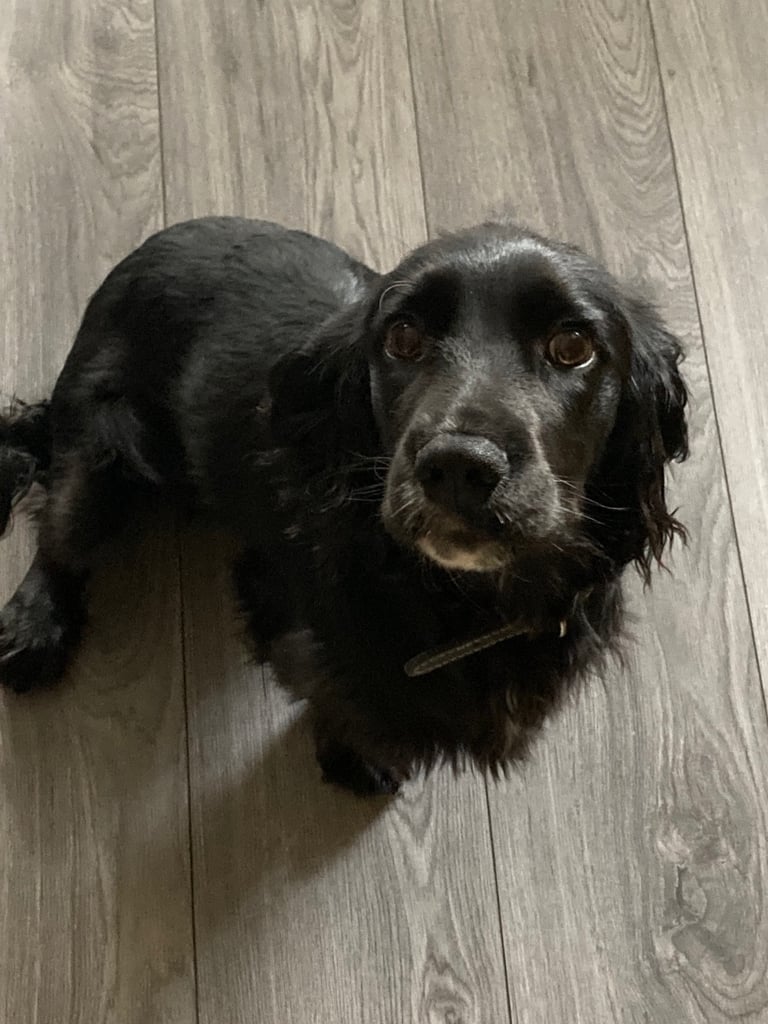 6 1/2 months male cockalier