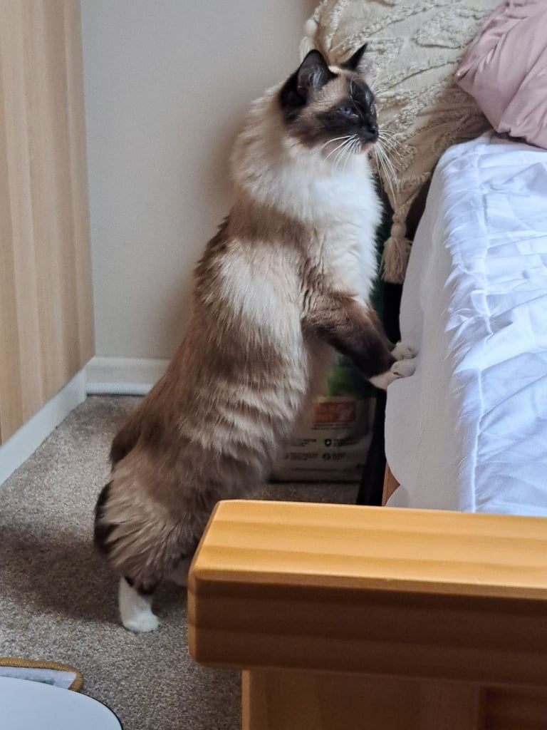 Ragdoll with Full Starter Kit