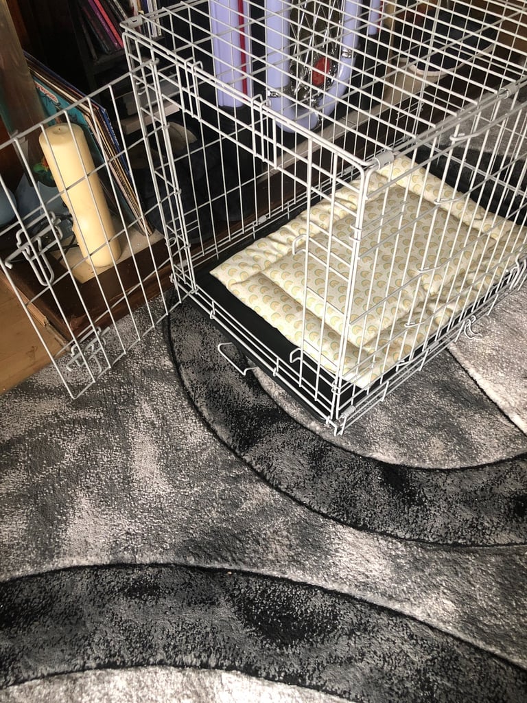 Cat kitten cage 