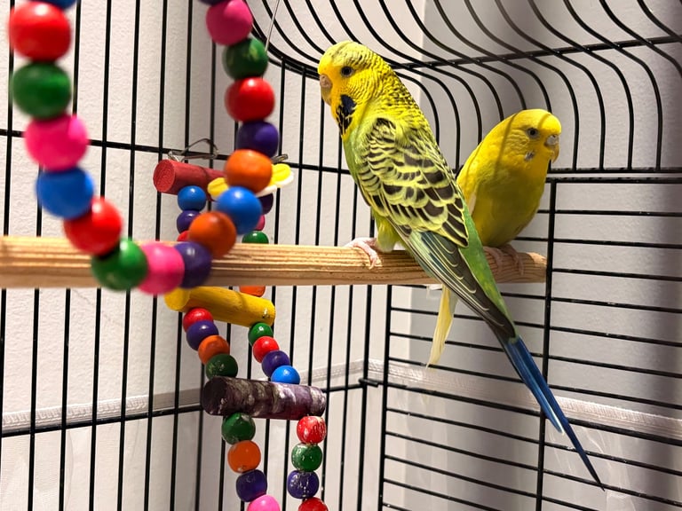 2 budgies with cage and toys for sale