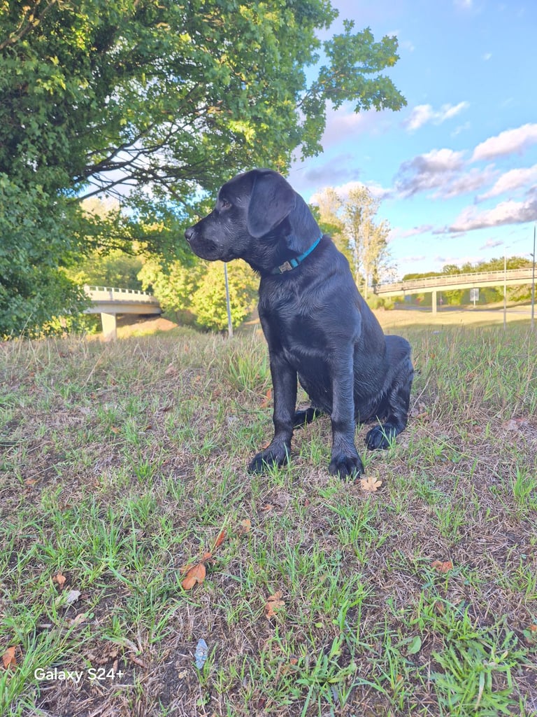 Labrador puppy 