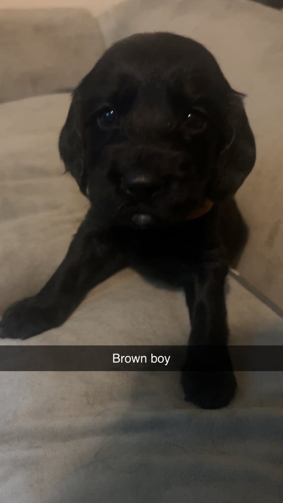 image for Show Cocker spaniel puppies