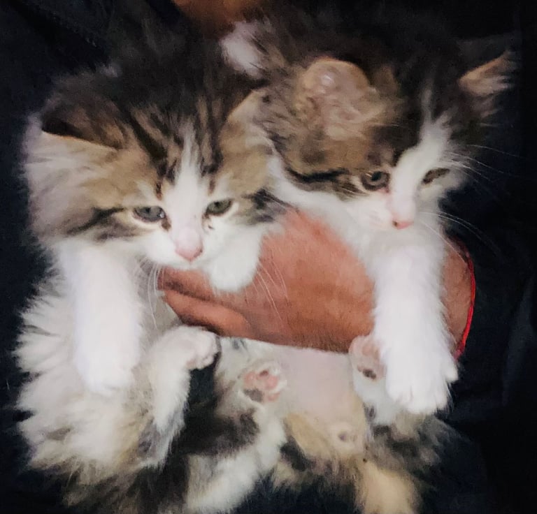 Gorgeous bundle of Maine coon kittens ready now for loving homes