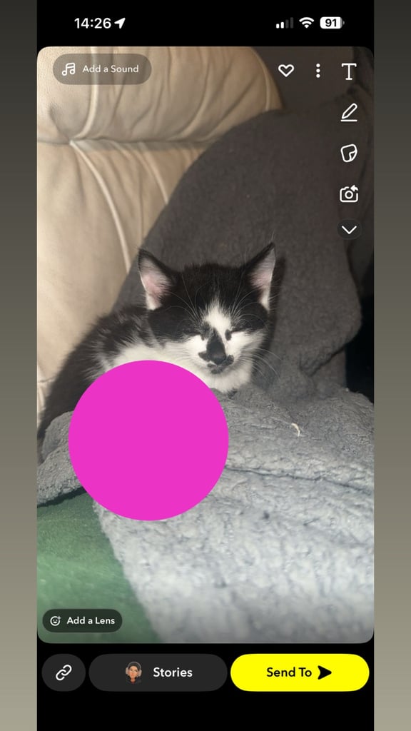4 kittens for sale 2 female 2 male
